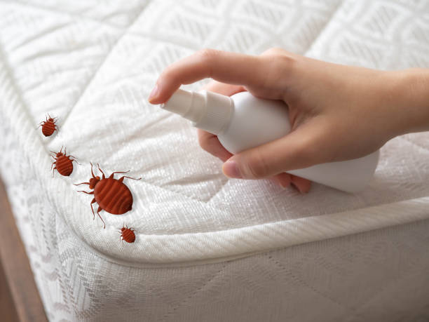 Professional Pest Control in Marissa, IL