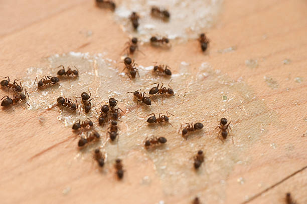 Best Local Pest Control Services  in Marissa, IL