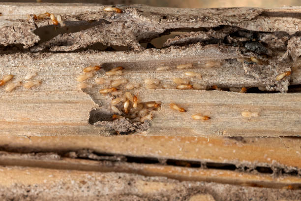 Best Ant Control Services  in Marissa, IL